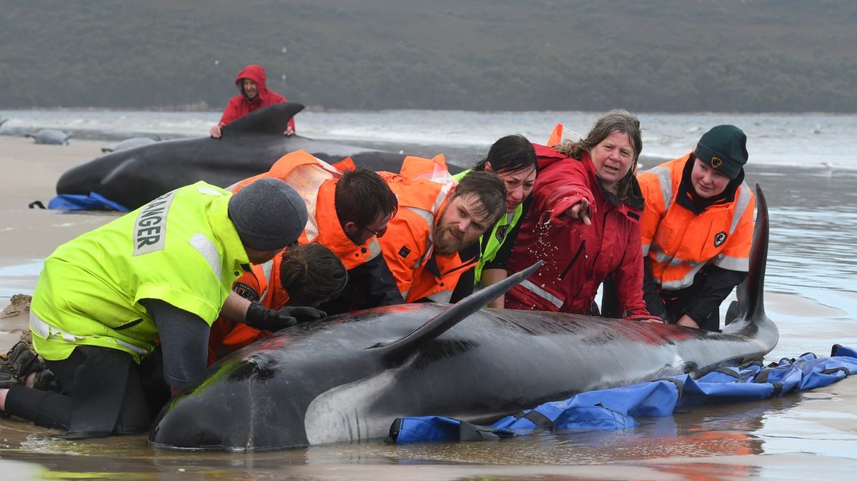 Nejméně 380 velryb uhynulo na souši, nejvíce v australské historii